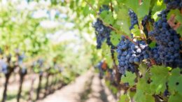 investissement dans les vitivinicoles